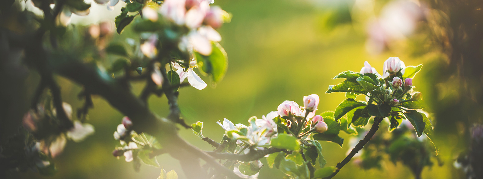 Trees blooming with pink buds